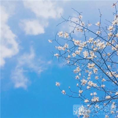 大发黄金版888下载截图